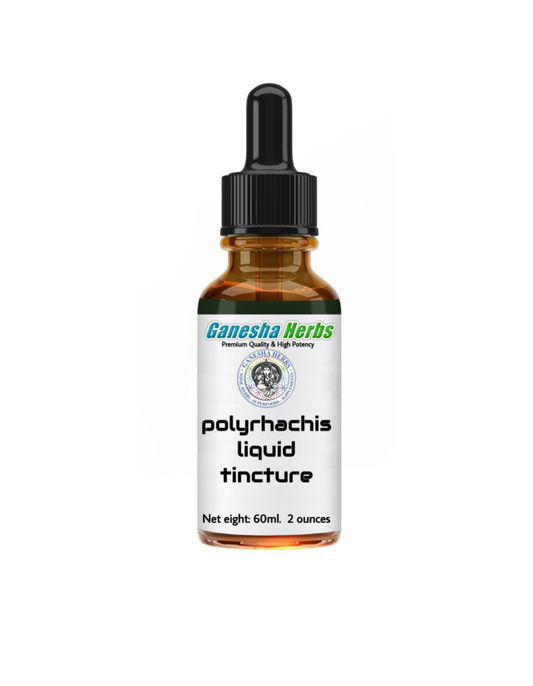 Polyrhachis extract liquid Tincture 2oz / 60ML. image 0