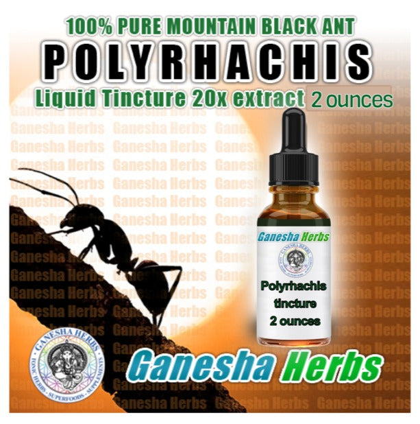 Polyrhachis extract liquid Tincture 2oz / 60ML. image 1